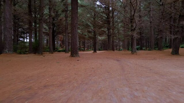 Fast motion low angle drone shot moving through dark forest with tree trunks near Strahan, Tasmania, Australia