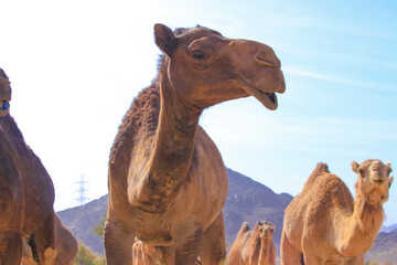 Camel in Saudi Arabian desert, desert ship in valley of Makkah, Medina region.