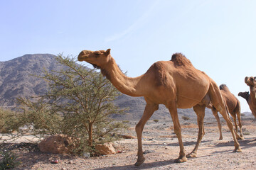 Camel in Saudi Arabian desert, desert ship in valley of Makkah, Medina region.