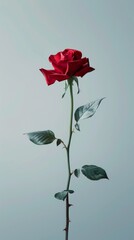 Creative visualization poster with a rose defying gravity, set against a clean, stark background for a striking visual impact