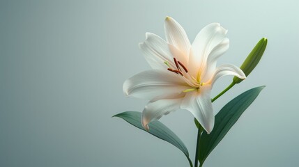 Obraz premium Creative visualization poster with a lily defying gravity, set against a clean, stark background for a dramatic visual impact