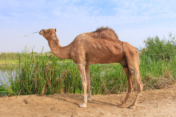 Camel in Saudi Arabian desert, desert ship in valley of Makkah, Medina region.