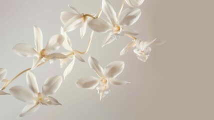 Artistic poster of vanilla flowers levitating, arranged against a stark background to emphasize their delicate structure and pale coloration