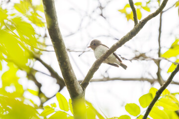 さえずる可愛いコサメビタキ（ヒタキ科）。

日本国神奈川県相模原市、早戸川林道にて。
2024年4月撮影。

Lovely Brown Flycatcher (Muscicapa latirostris, family comprising flycathers) in chirping.

At Hayatogawa forest road, Sagamihara, Kanagawa, Japa