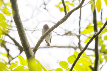 さえずる可愛いコサメビタキ（ヒタキ科）。

日本国神奈川県相模原市、早戸川林道にて。
2024年4月撮影。

Lovely Brown Flycatcher (Muscicapa latirostris, family comprising flycathers) in chirping.

At Hayatogawa forest road, Sagamihara, Kanagawa, Japa