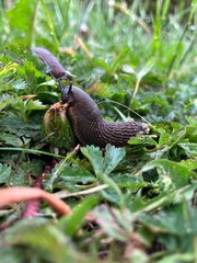 Slug in the grass feeding on grass
