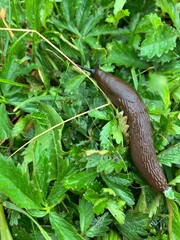 Slug in the wet grass