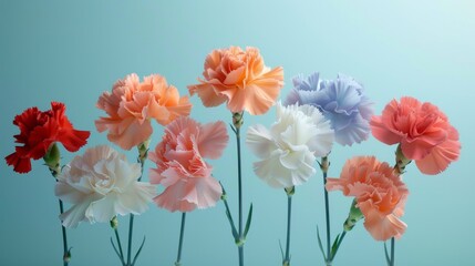 Artistic poster of carnation flowers levitating, arranged against a stark background to emphasize their ruffled petals and varied colors