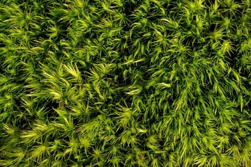 Green moss in the forest close-up. Green background.