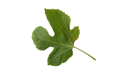 Mulberry leaves with Isolate Leaves on transparent background. Png file.