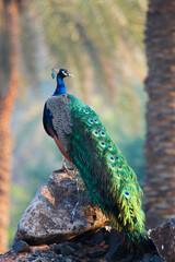 beautiful colorful peacock