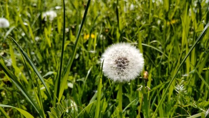 weiße Löwenzahnblüte auf Wiese, Pusteblume, Pollen, Allergie, Wildblume, Heilpflanze, Samen, Natur, Pflanze, Nahaufnahme