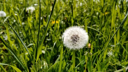 weiße Löwenzahnblüte auf Wiese, Pusteblume, Pollen, Allergie, Wildblume, Heilpflanze, Samen, Natur, Pflanze, Nahaufnahme