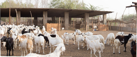 desert goat farm