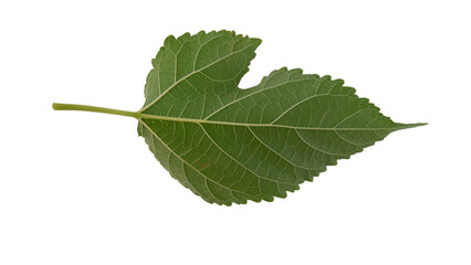 Fototapeta premium Mulberry leaves with Isolate Leaves on transparent background. Png file.