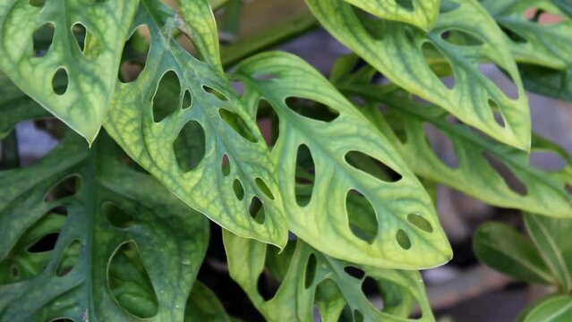 Monstera Acuminata, Monstera Adansonii, Monstera Obliqua are plants that are currently popular in Indonesia as Janda Bolong