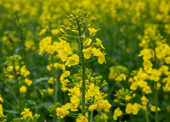 Field of bright yellow oilseed rape
