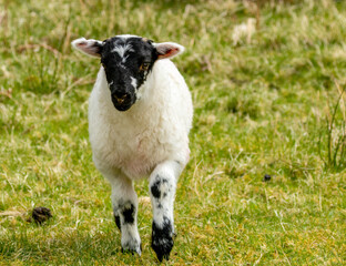 Fototapeta premium Close up head shot of a cute little lamb with a black face in a green field