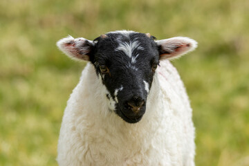 Close up head shot of a cute little lamb with a black face in a green field