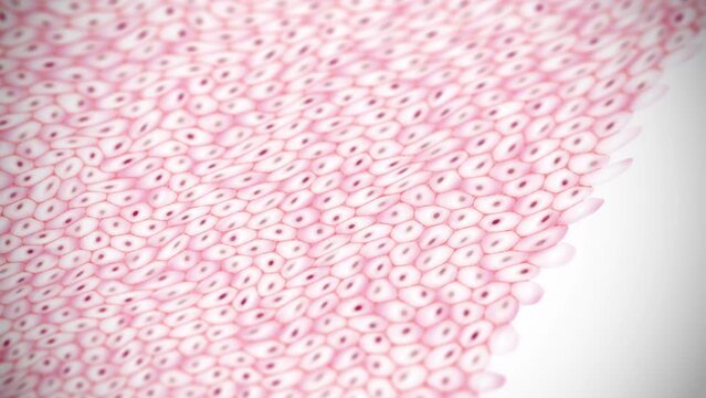 cultured meat cells sheet seen from the microscope animation