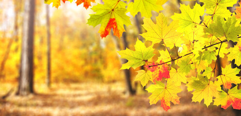 Calm fall season. Maple tree leaves on sunny beautiful nature autumn landscape. Horizontal autumn...