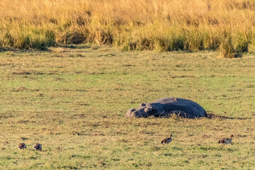 Telephoto shot of a hippopotamus, Hippopotamus amphibius, resting on the side of the Chobe river,...
