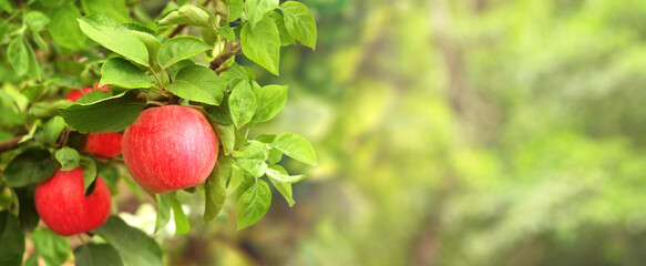 Horizontal banner with apple tree on morning sunny background. Ripe red apples hanging from a tree...