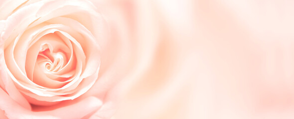 Horizontal banner with rose of pink color on blurred background. Copy space for text. Mock up...