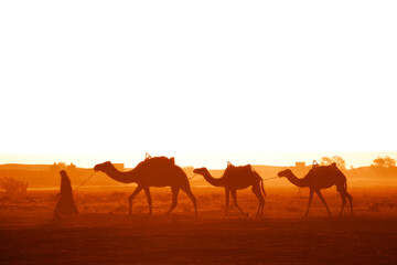 Horizontal banner with caravan of camels in Sahara desert, Morocco. Driver-berber with three camels dromedary on sunrise sky background and traditional moroccan houses