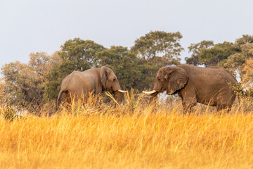 Telephoto shot of two giant African Elephant -Loxodonta Africana- grazing on the banks of the...