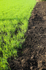 botanical background of young grass and soil, sunny day