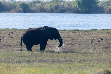 Telephoto shot of an African Elephant feeding itself on the banks of the Chobe River. Chobe...