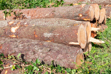 cut and stacked pine logs, wood pile