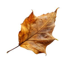 A leave transparency background PSD
