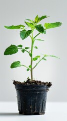 Newly sprouted tomato plant in a small pot, clear white background enhances the green color