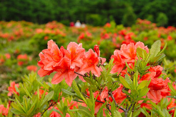 レンゲツツジ　群馬県湯の丸高原