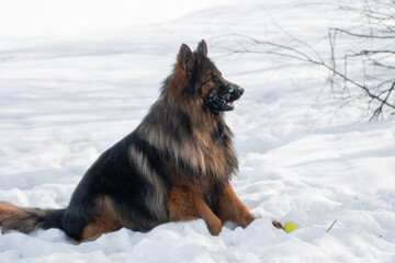 A long-haired German Shepherd walks through a winter park and snowdrifts.