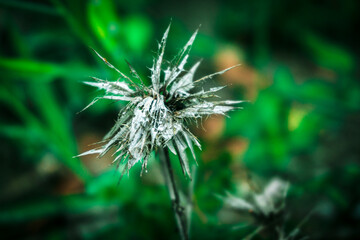 dandelion in the wind