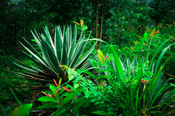 Beautiful tropical plant also known as spider plant or chlorophytum comosum, Lili Paris