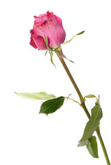 One rose flower on a white background. Close-up