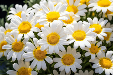 White and yellow daisies in a bouquet on a sunny day