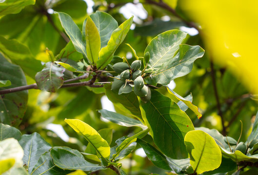 Indian almonds on the tree. Close-up