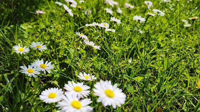 sch&ouml;ne gr&uuml;ne Wiese mit vielen G&auml;nsebl&uuml;mchen im Gras, Nahaufnahme

