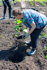 A woman plants eggplants in the ground in the spring