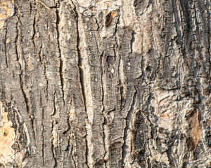 Bark on a tree as an abstract background. Texture