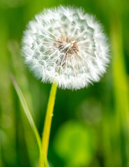 Fluffy dandelions in nature in spring