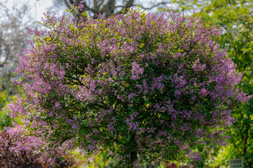 Obraz premium Selective focus of branches of purple flowers in the garden, Common Lilac with green leaves, Syringa vulgaris is a mainstay of the spring landscape in northern and colder climates, Nature background. 
