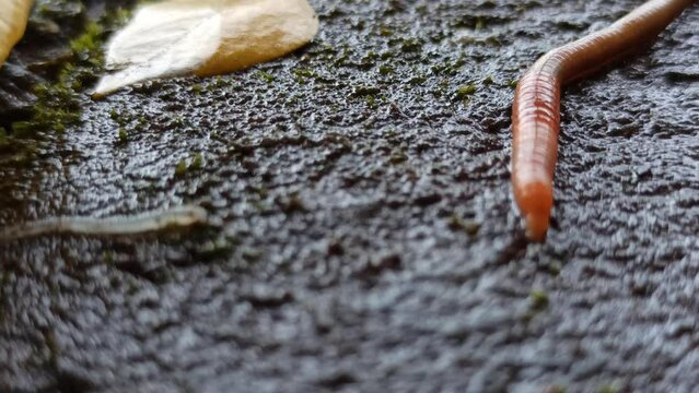 Worm walk on paving