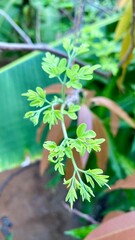 Close-up of a Green Drumstick Leaf (Moringa Oleifera)