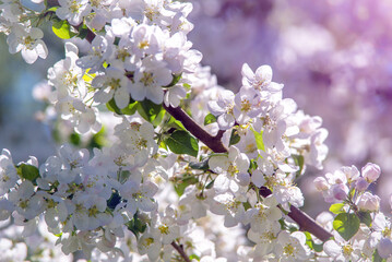 appletree blossom branch in the garden in spring
